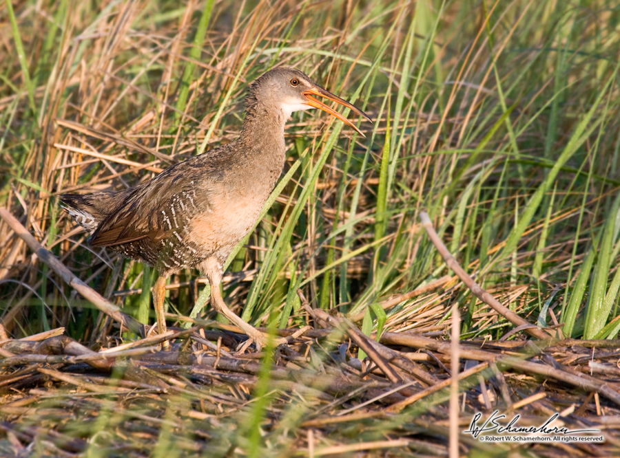 Wildlife Photography Gallery Image