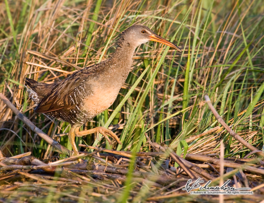 Wildlife Photography Gallery Image