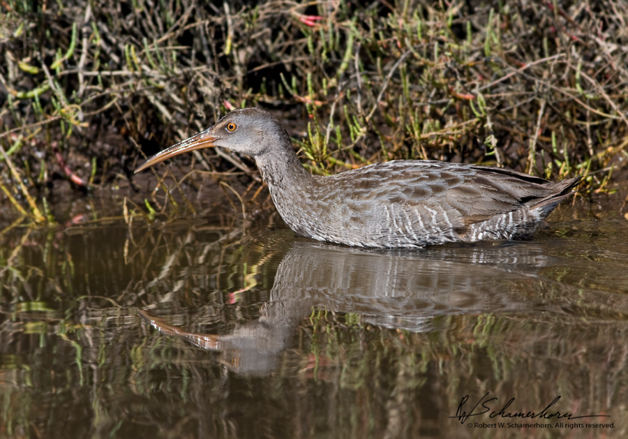 Wildlife Photography Gallery Image