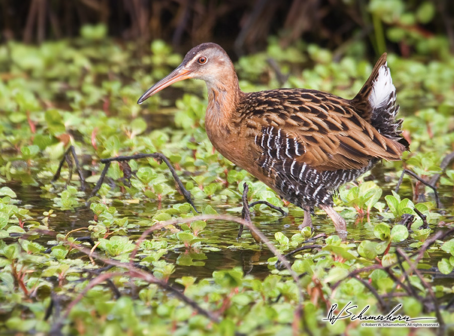 Wildlife Photography Gallery Image