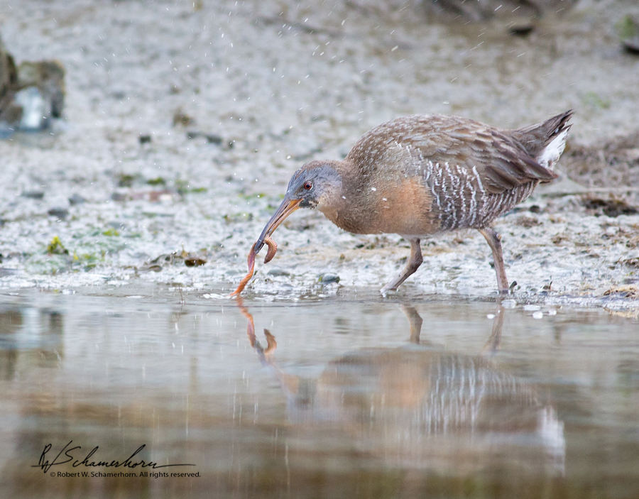 Wildlife Photography Gallery Image