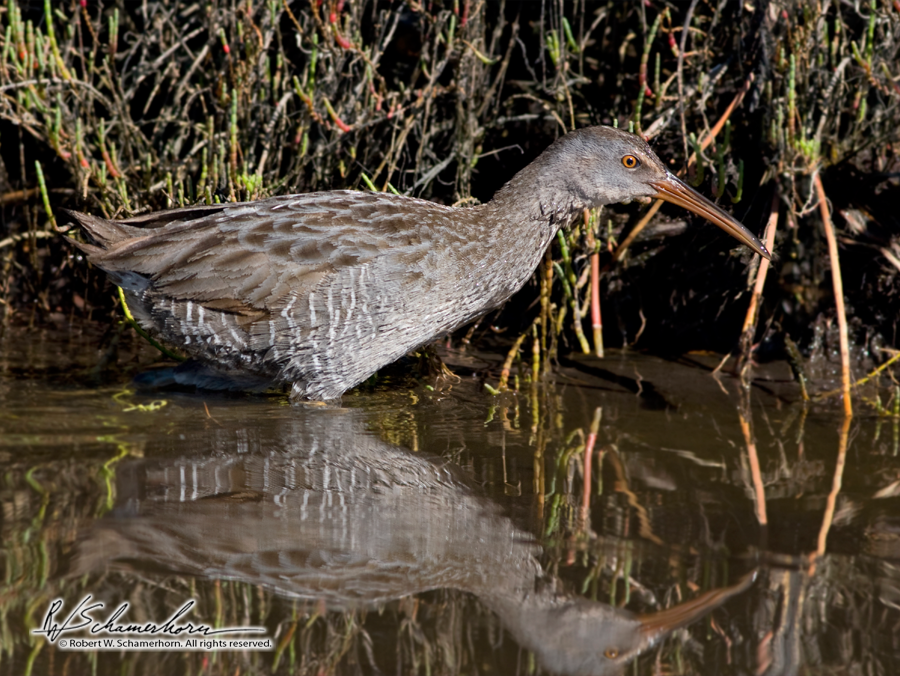 Wildlife Photography Gallery Image