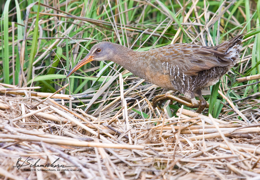 Wildlife Photography Gallery Image