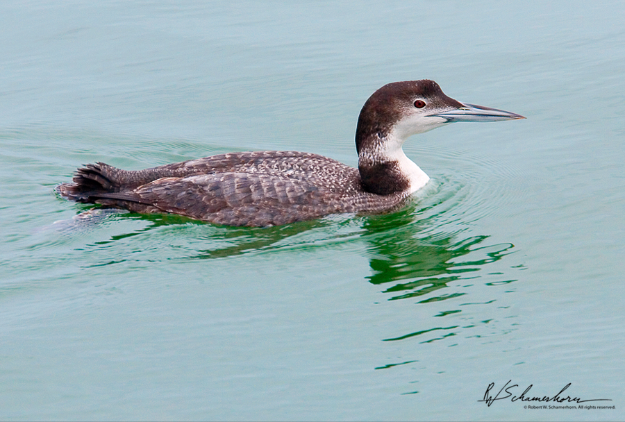 Wildlife Photography Galery Image