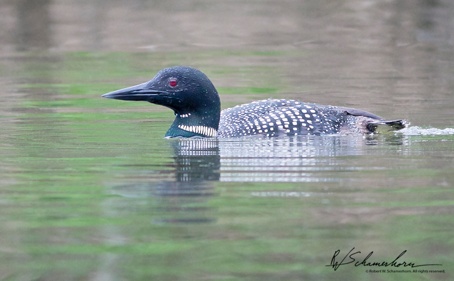 Wildlife Photography Galery Image