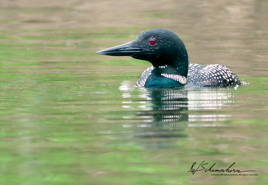 Wildlife Photography Galery Image