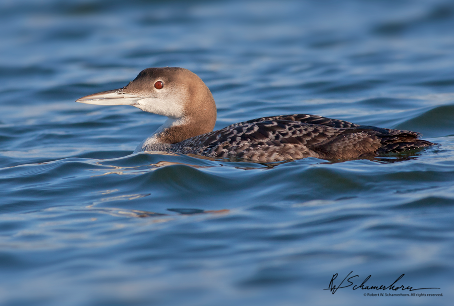 Wildlife Photography Galery Image