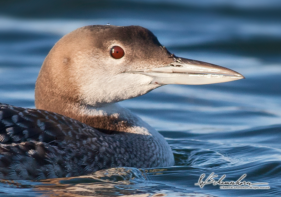 Wildlife Photography Galery Image