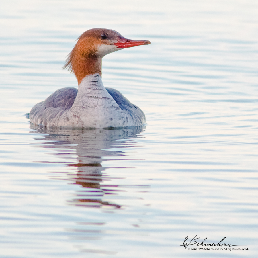 Wildlife Photography Gallery Image