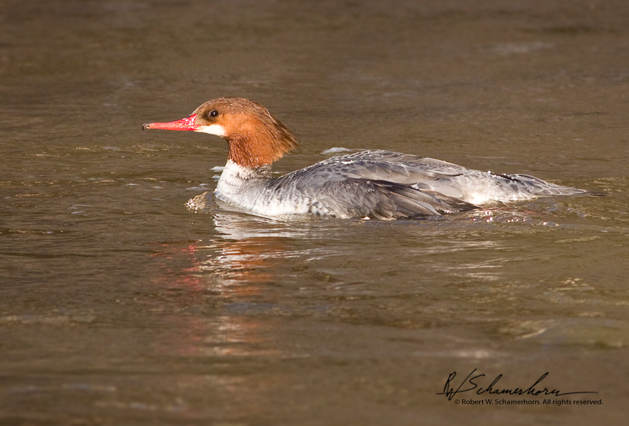 Wildlife Photography Gallery Image