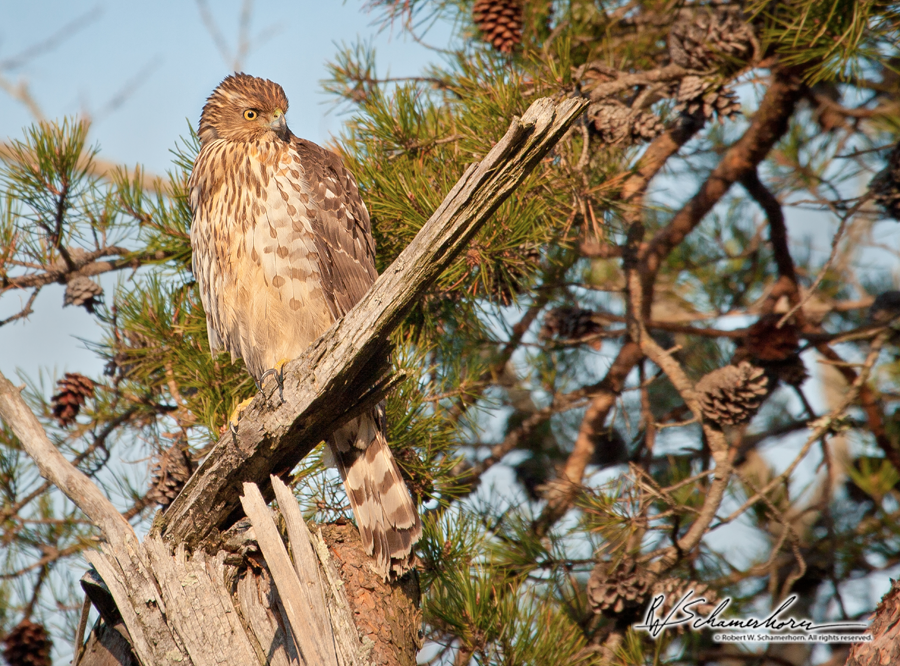 Wildlife Photography Galery Image