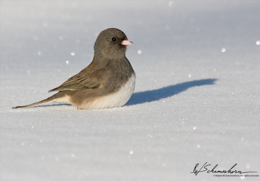 Wildlife Photography Galery Image