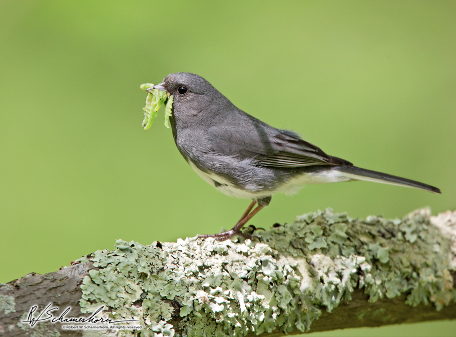 Wildlife Photography Galery Image