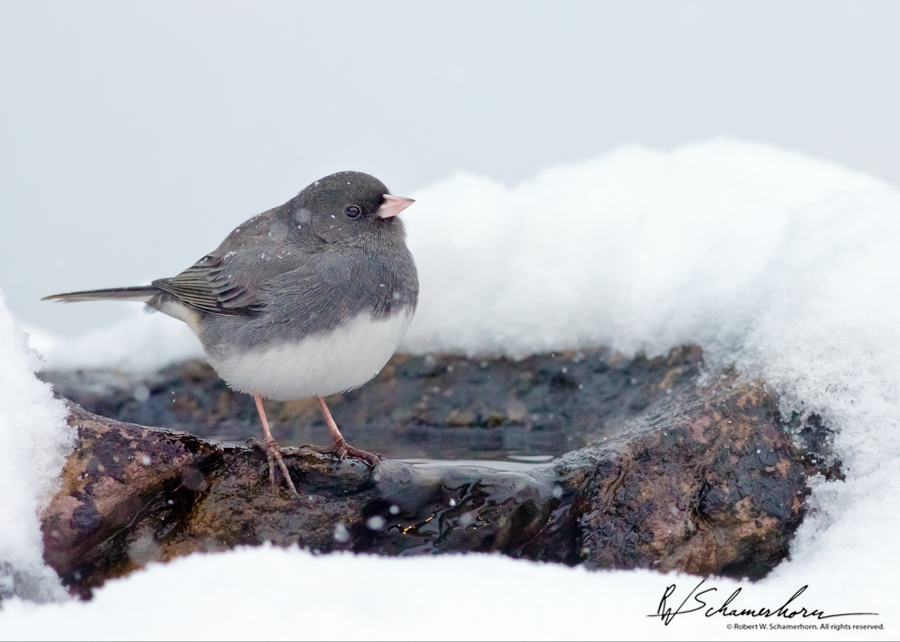 Wildlife Photography Galery Image