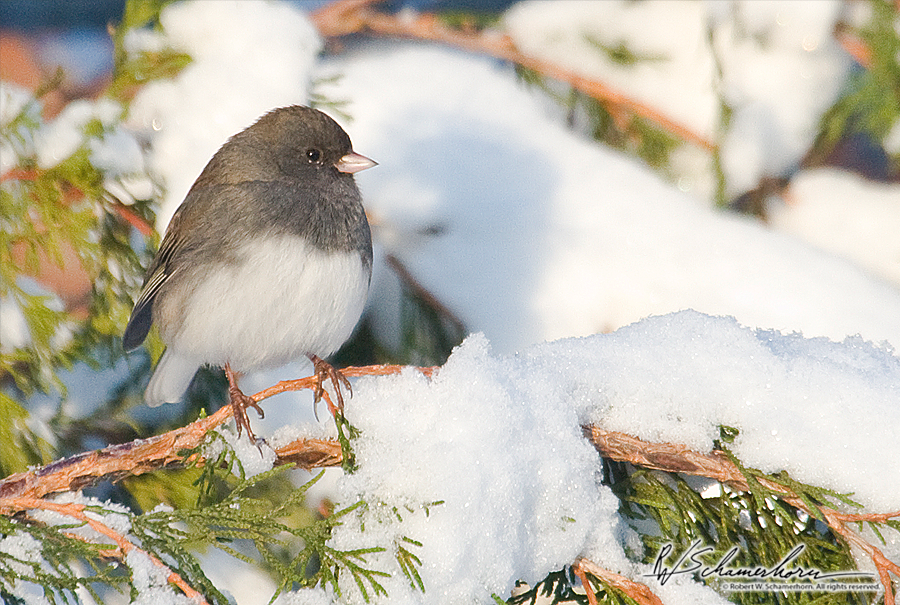 Wildlife Photography Galery Image