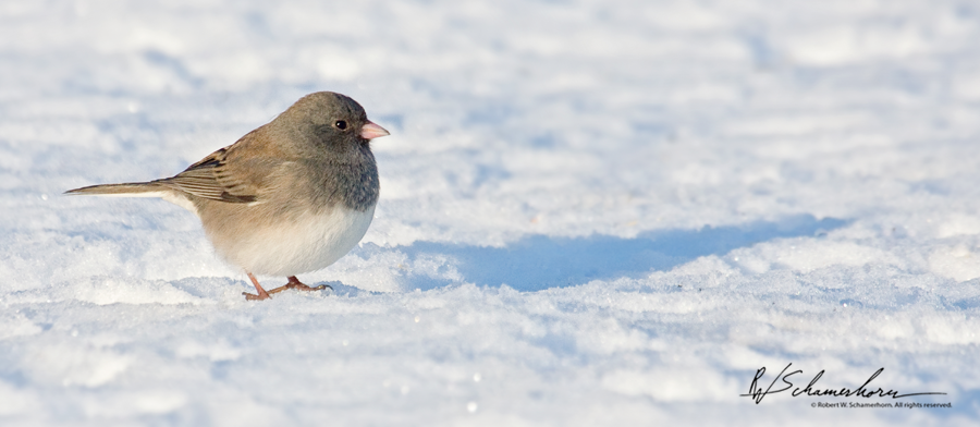 Wildlife Photography Galery Image