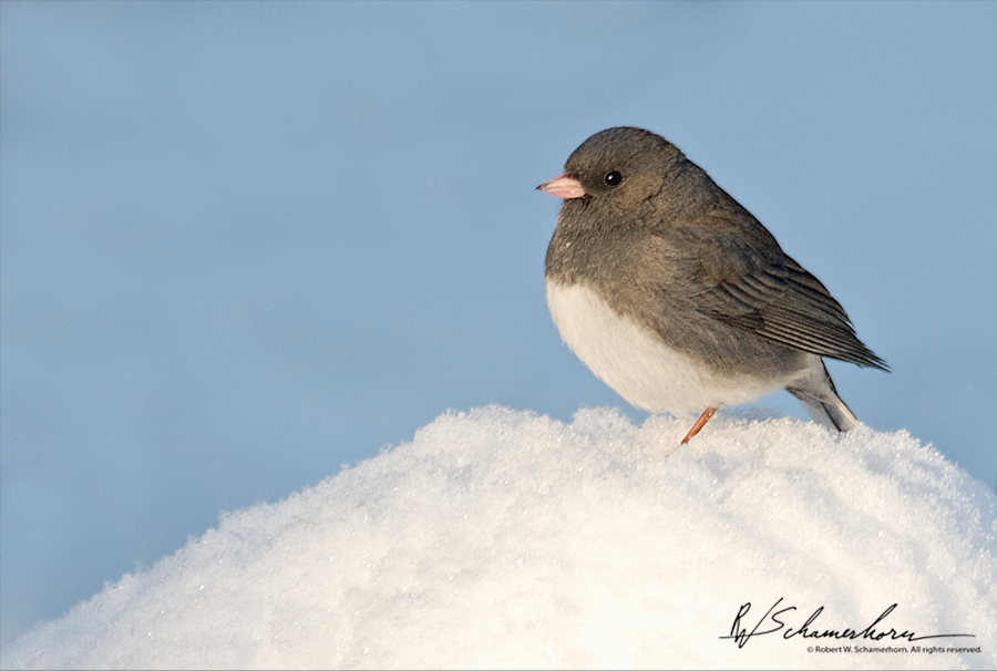 Wildlife Photography Galery Image