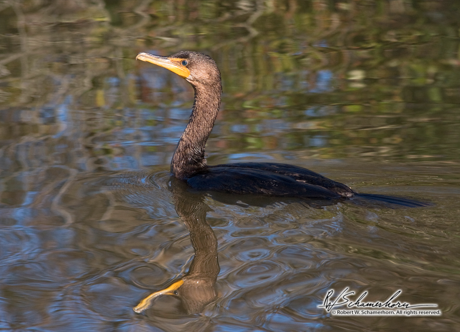 Wildlife Photography Gallery Image