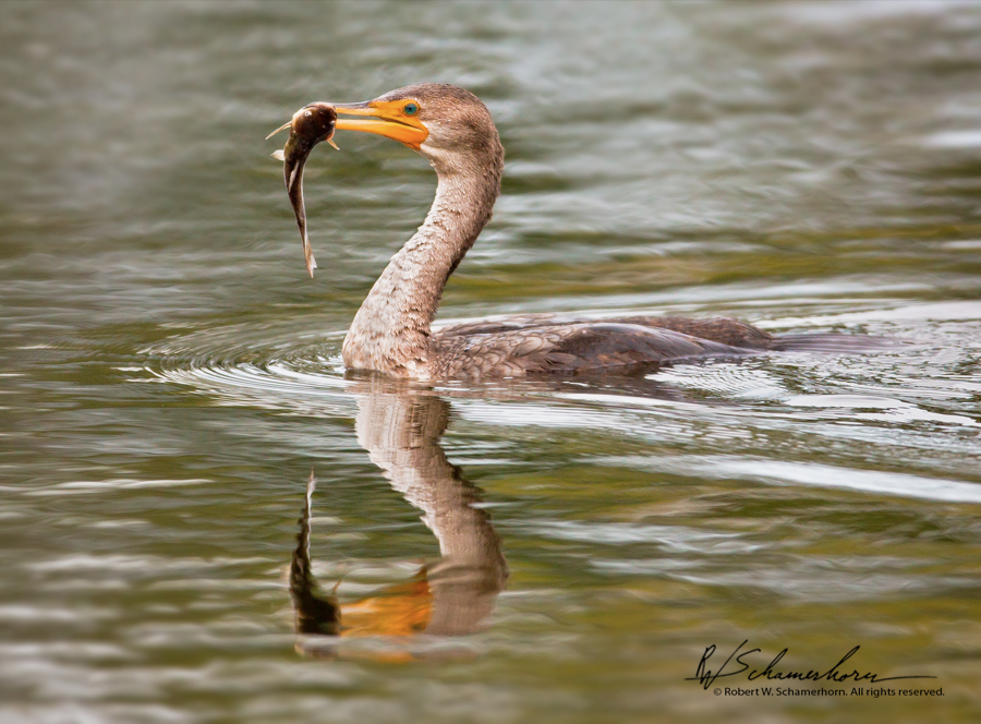 Wildlife Photography Gallery Image