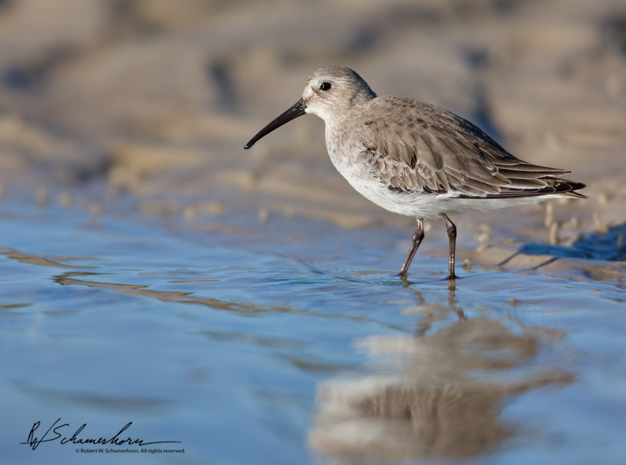 Wildlife Photography Galery Image