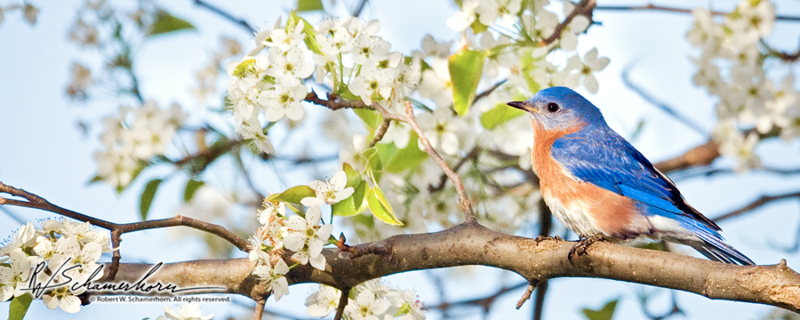 Wildlife Photography Galery Image