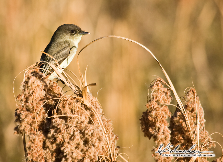 Wildlife Photography Gallery Image