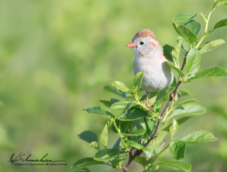 Wildlife Photography Gallery Image