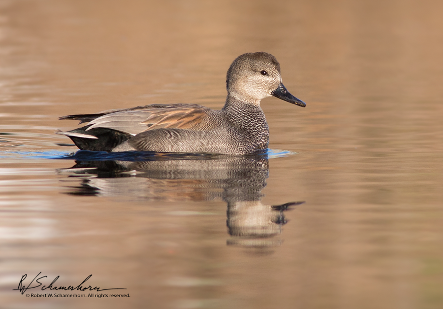 Wildlife Photography Gallery Image