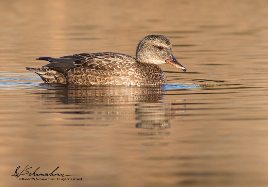 Wildlife Photography Gallery Image