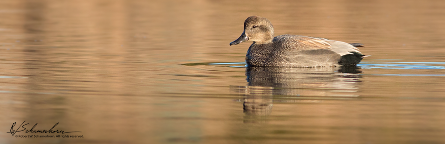 Wildlife Photography Gallery Image