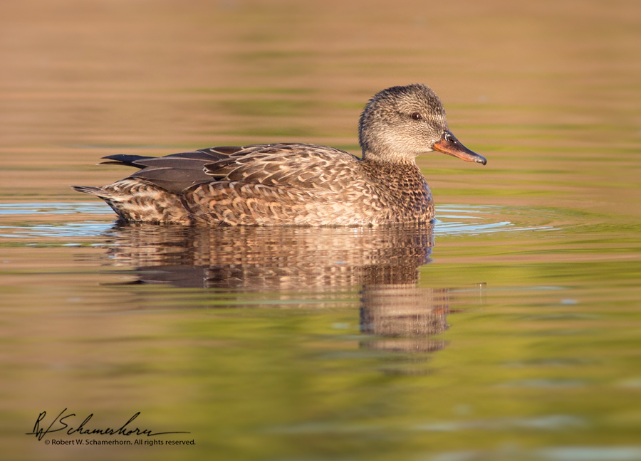 Wildlife Photography Gallery Image