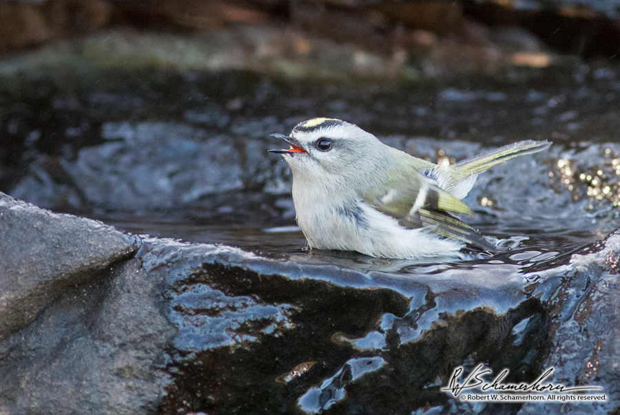 Wildlife Photography Gallery Image