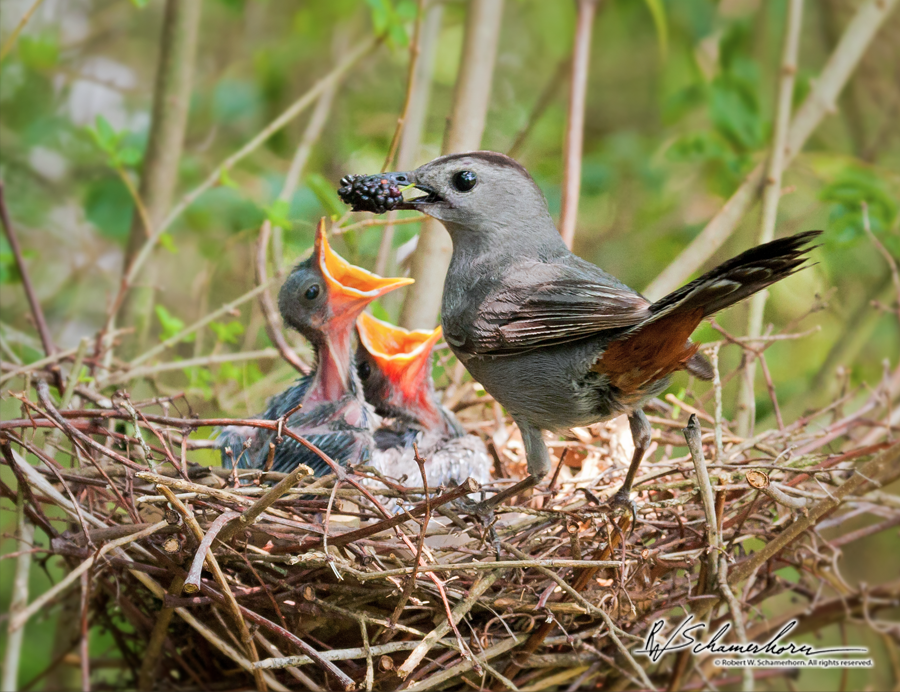 Wildlife Photography Galery Image