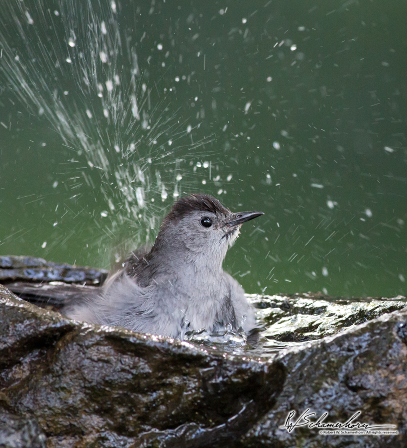 Wildlife Photography Galery Image