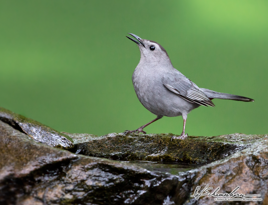 Wildlife Photography Galery Image