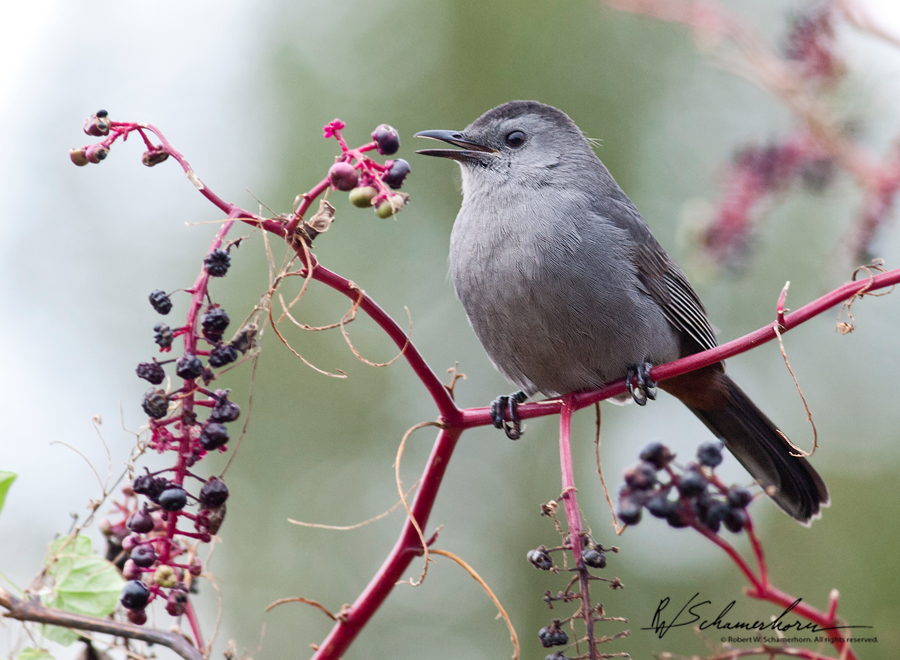 Wildlife Photography Galery Image