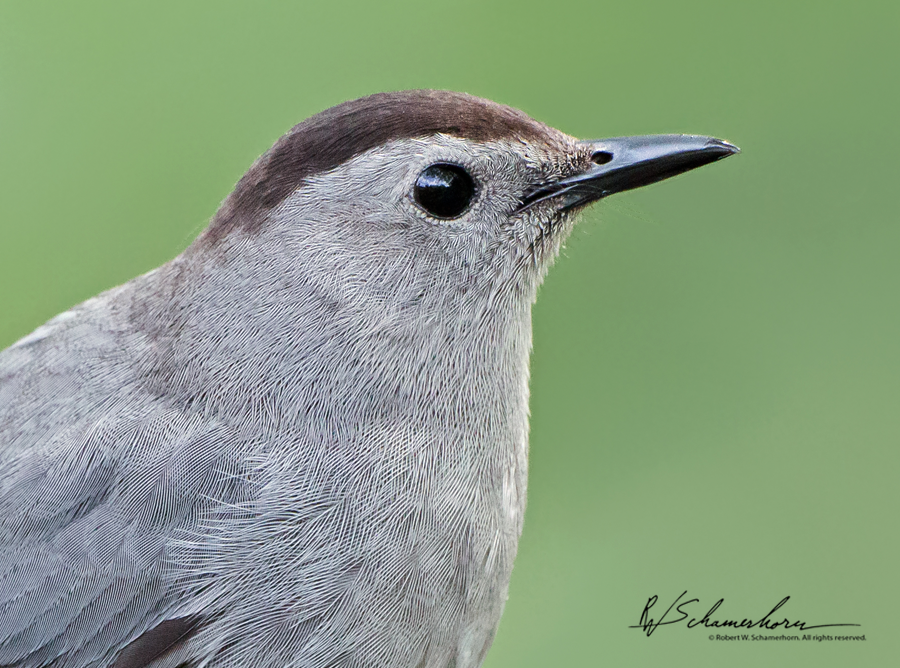 Wildlife Photography Galery Image