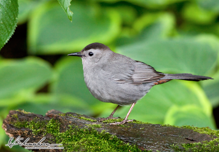 Wildlife Photography Galery Image