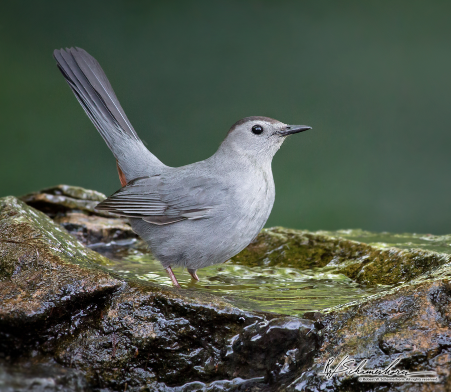 Wildlife Photography Galery Image