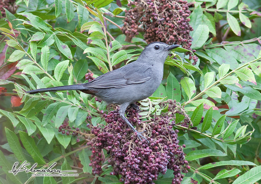 Wildlife Photography Galery Image