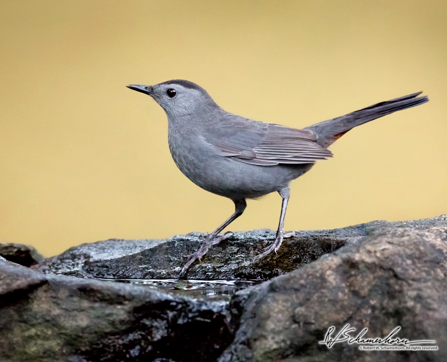 Wildlife Photography Galery Image