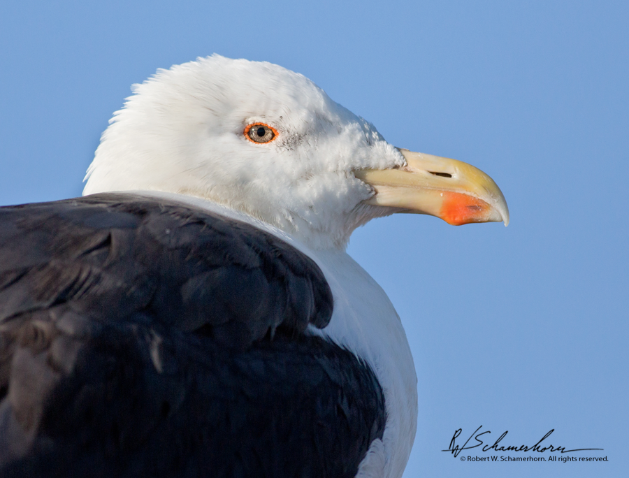 Wildlife Photography Gallery Image