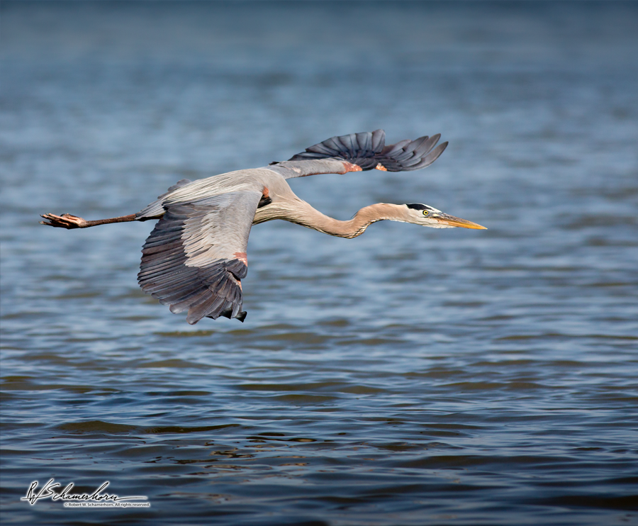 Wildlife Photography Galery Image