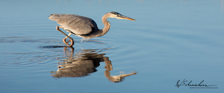 Wildlife Photography Galery Image