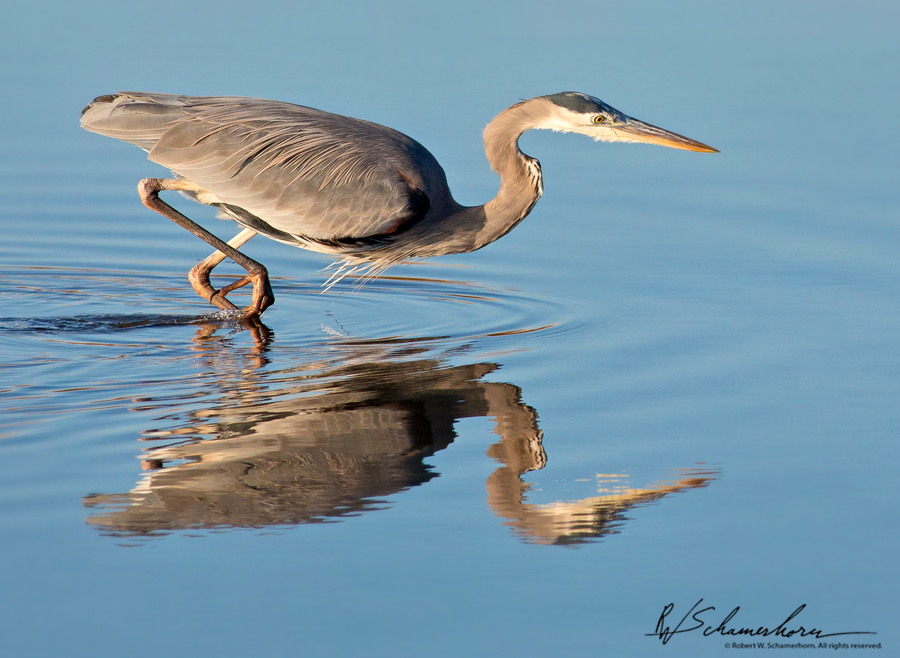 Wildlife Photography Galery Image