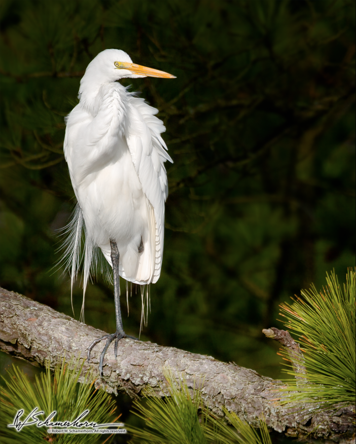 Wildlife Photography Galery Image