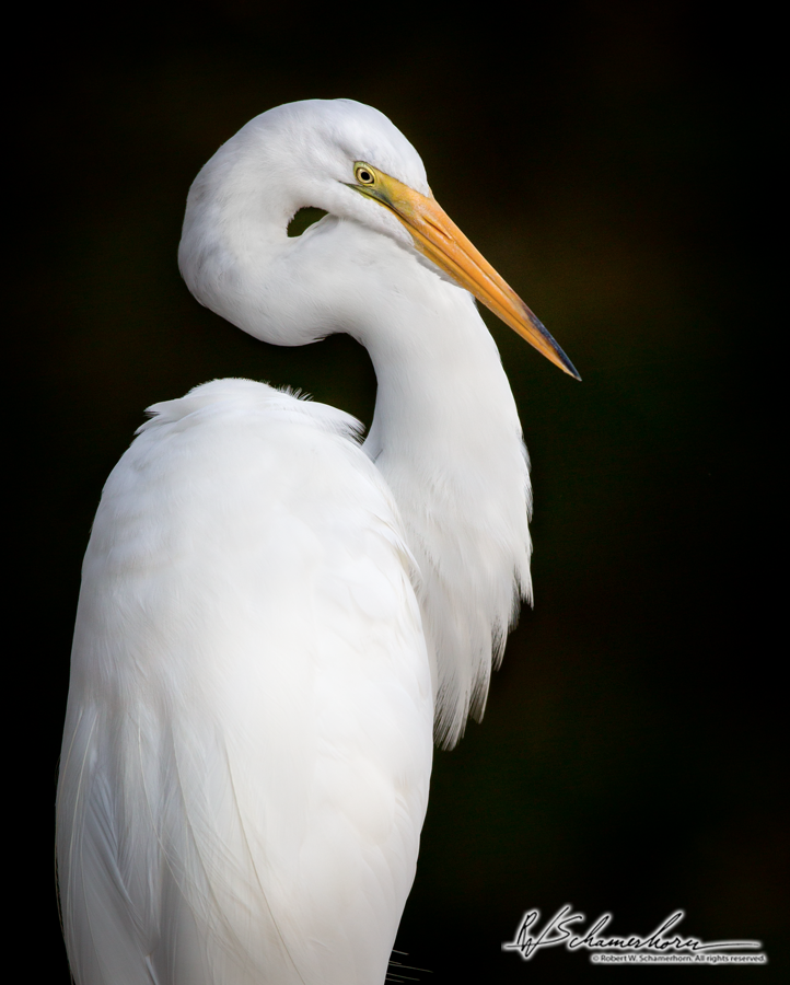 Wildlife Photography Galery Image