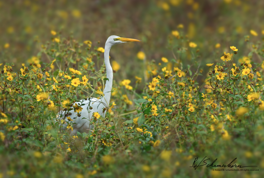 Wildlife Photography Galery Image