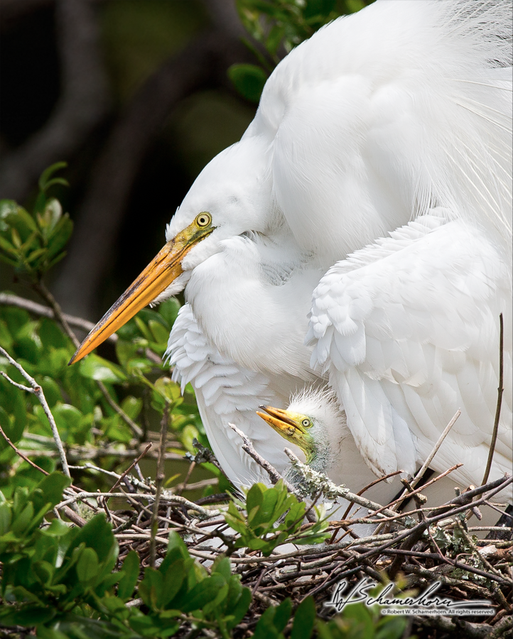 Wildlife Photography Galery Image