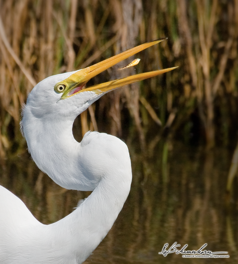 Wildlife Photography Galery Image